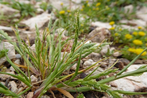 Representative image of Catapodium balearicum