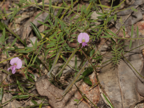 little tephrosia (Tephrosia filipes)