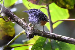 Hypocnemis peruviana