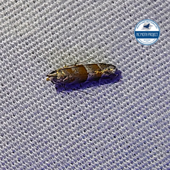 Battaristis vittella