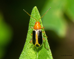 Cyclotrypema furcata