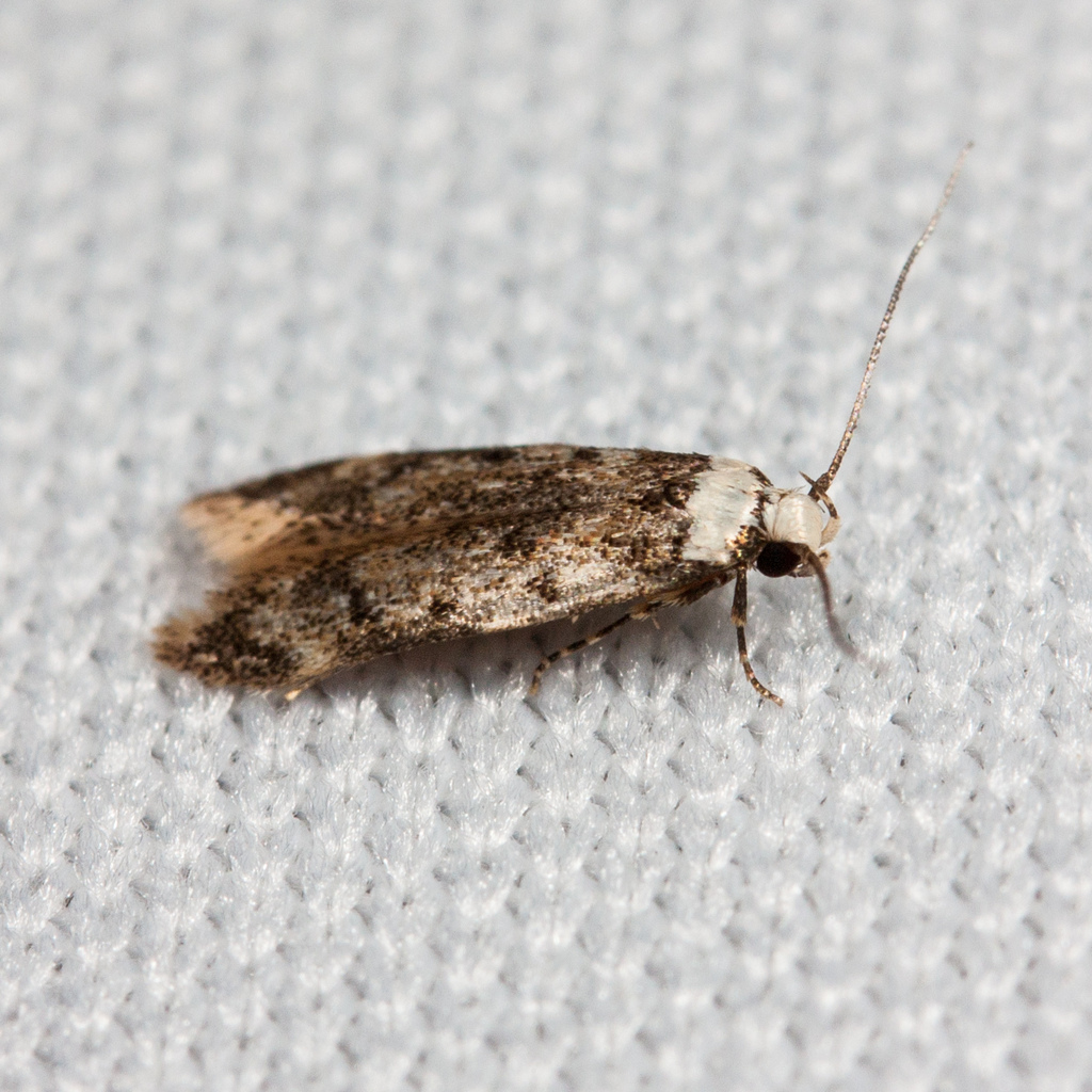 White-shouldered House Moth (Common SF Bay Area Moths) · iNaturalist