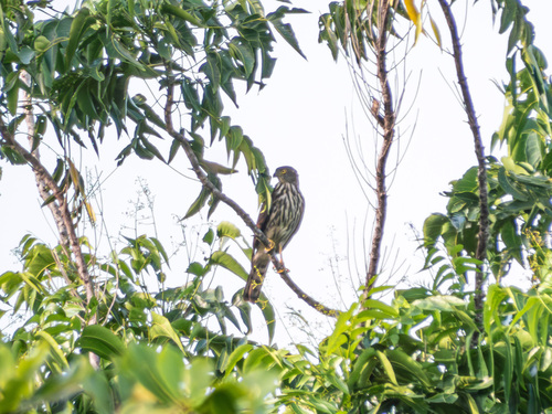 Sulawesi Goshawk (Lophospiza griseiceps), photo 5
