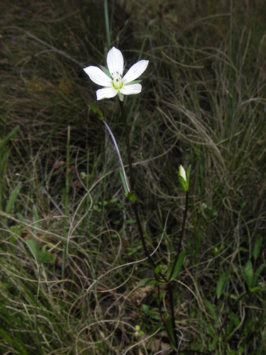 Barrington snow gentian (Gentianella barringtonensis)