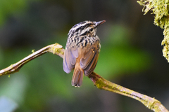 Hypocnemis peruviana