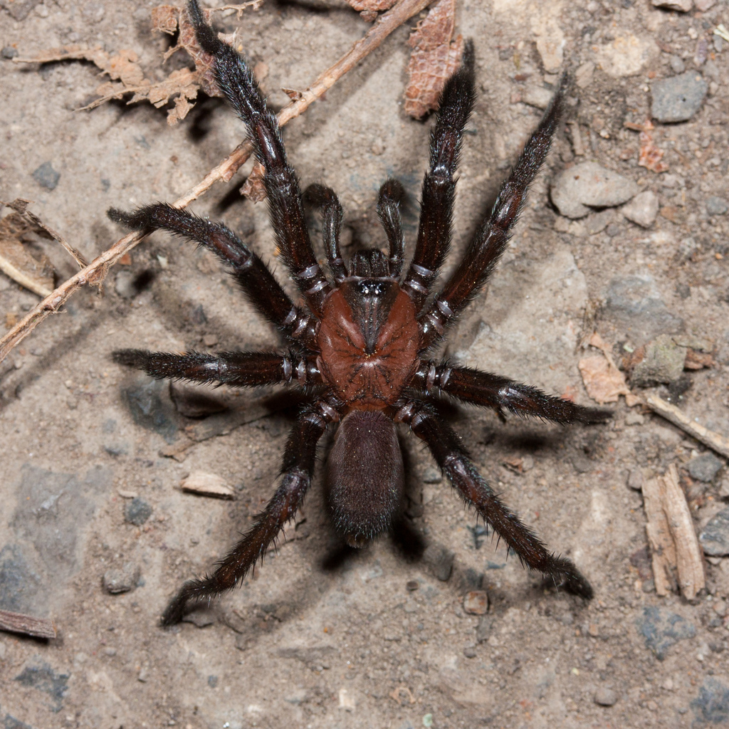 Avicularioidea
