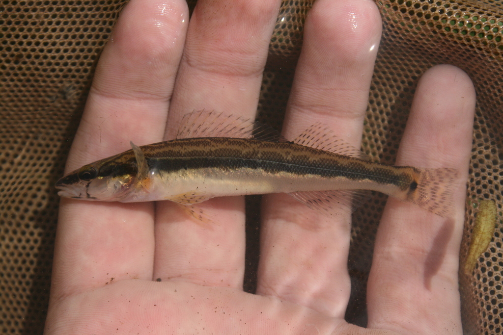 Longhead Darter