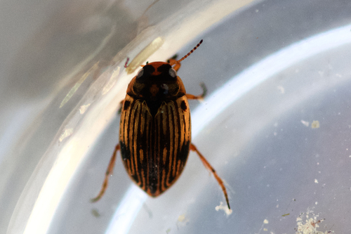 Boreonectes griseostriatus