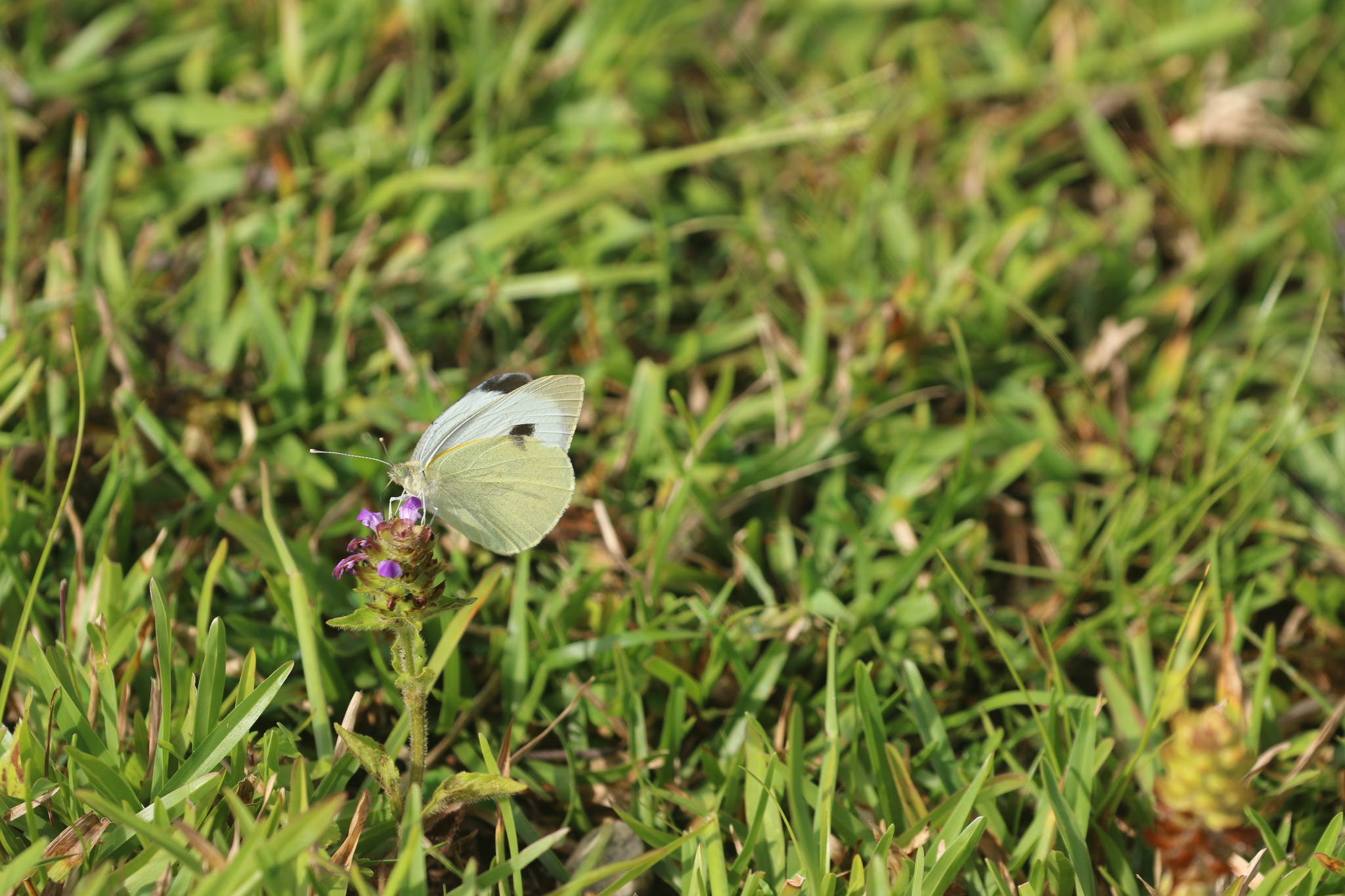 Large Cabbage White