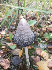 Coprinus comatus