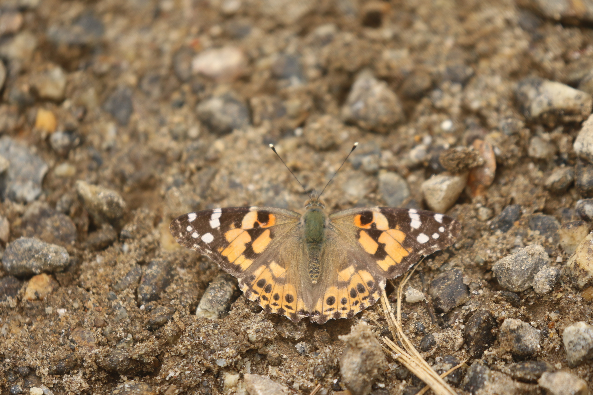 Painted Lady
