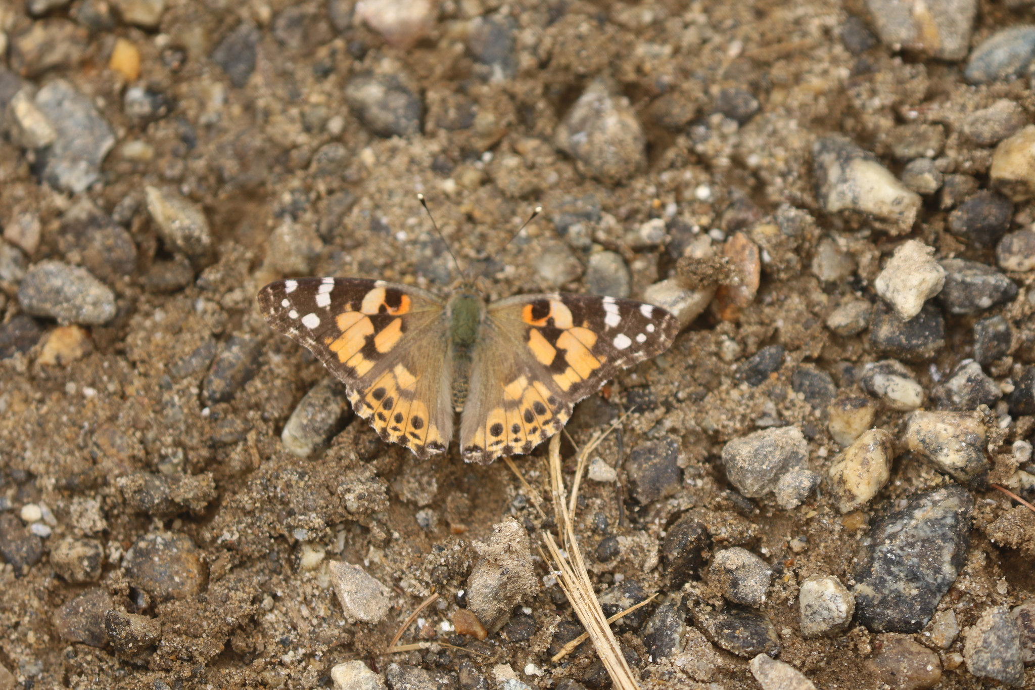 Painted Lady