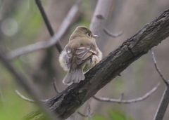 Empidonax difficilis