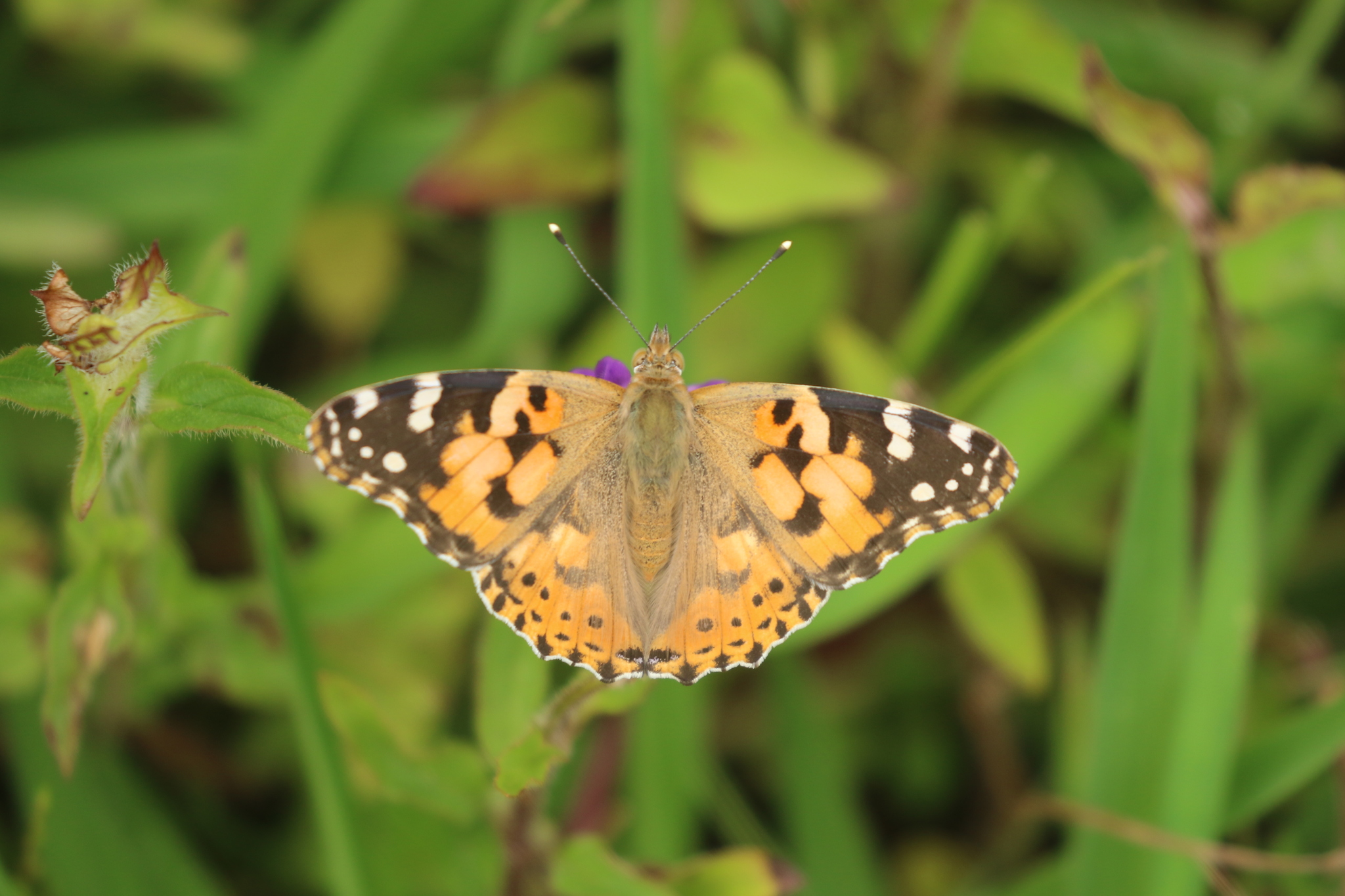 Painted Lady