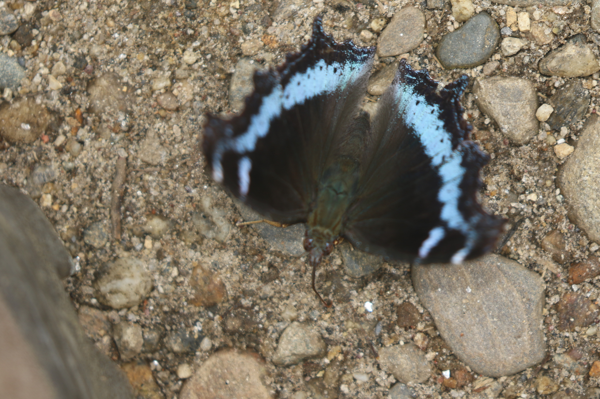 Blue Admiral
