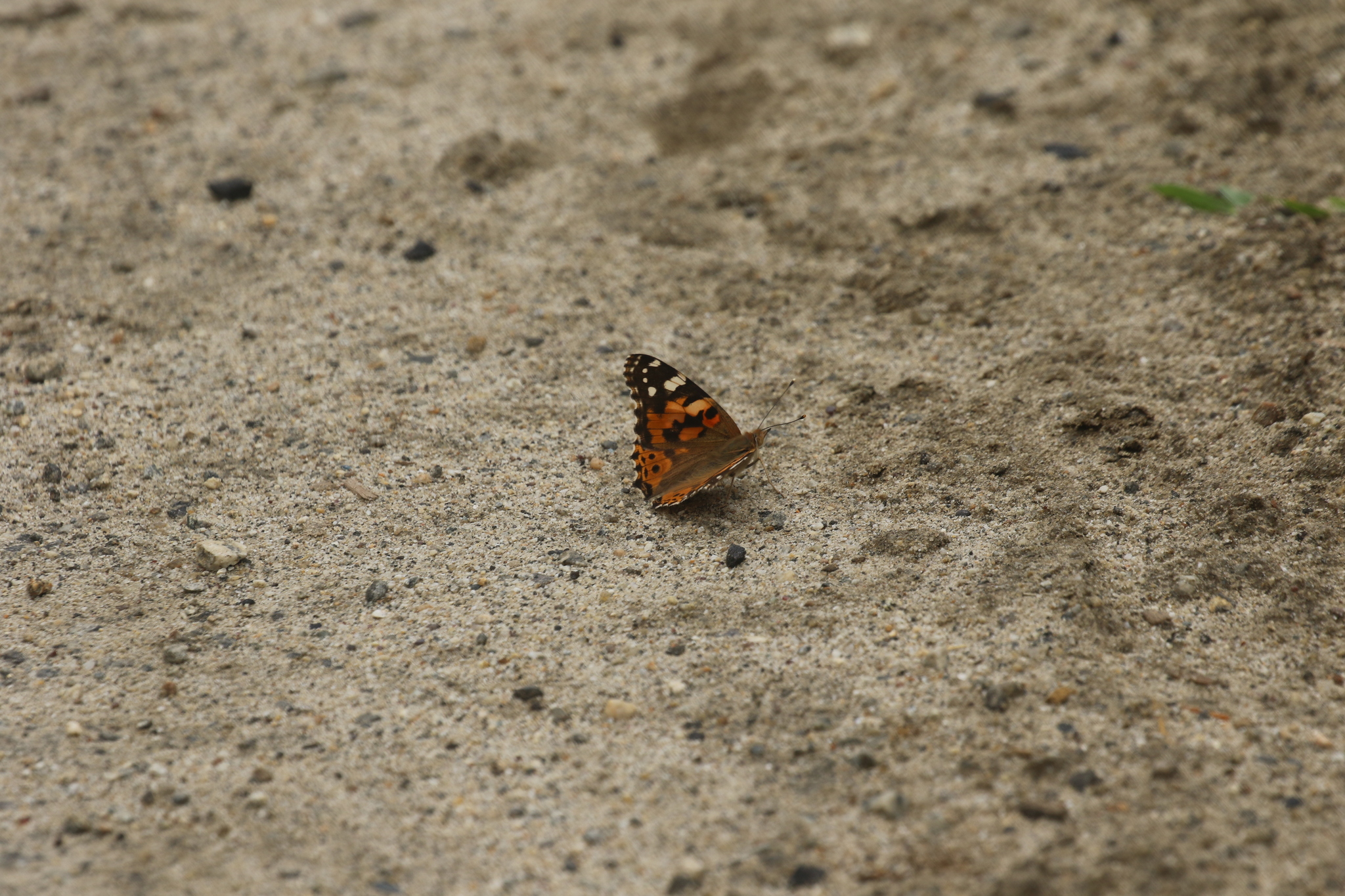 Painted Lady