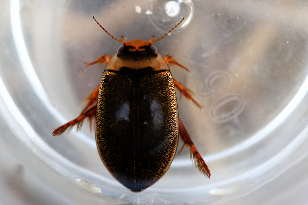 Rhantus wallisi