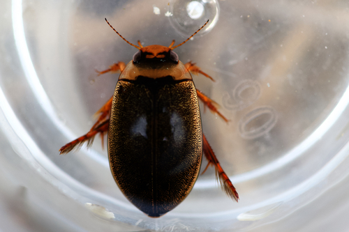 Rhantus wallisi