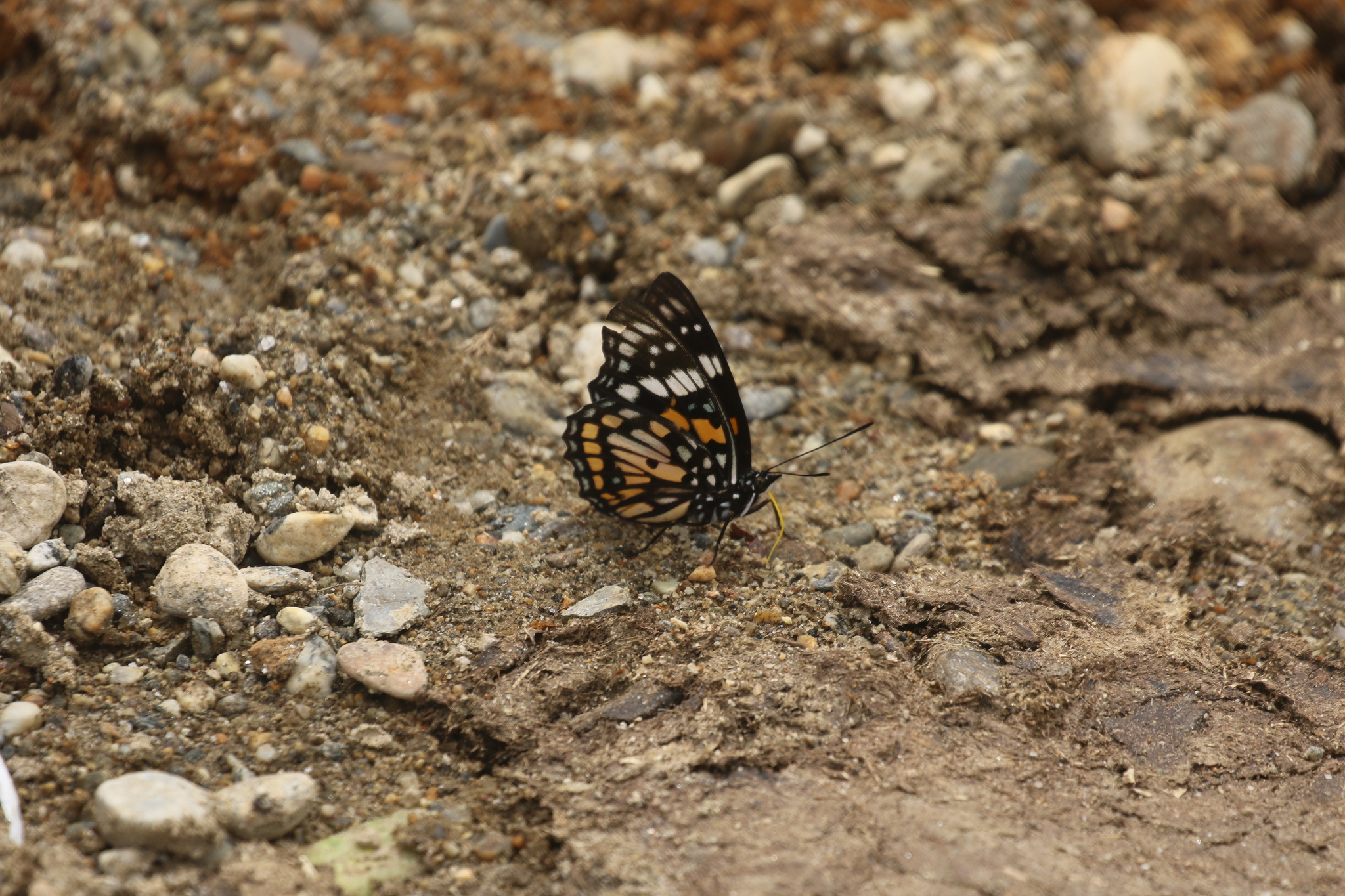 White-Spotted Courtier