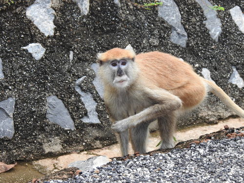 Patas Monkey