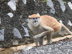 Patas Monkey photo 4