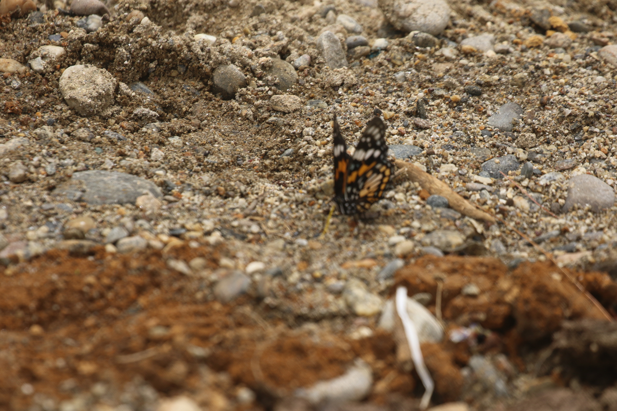 White-Spotted Courtier