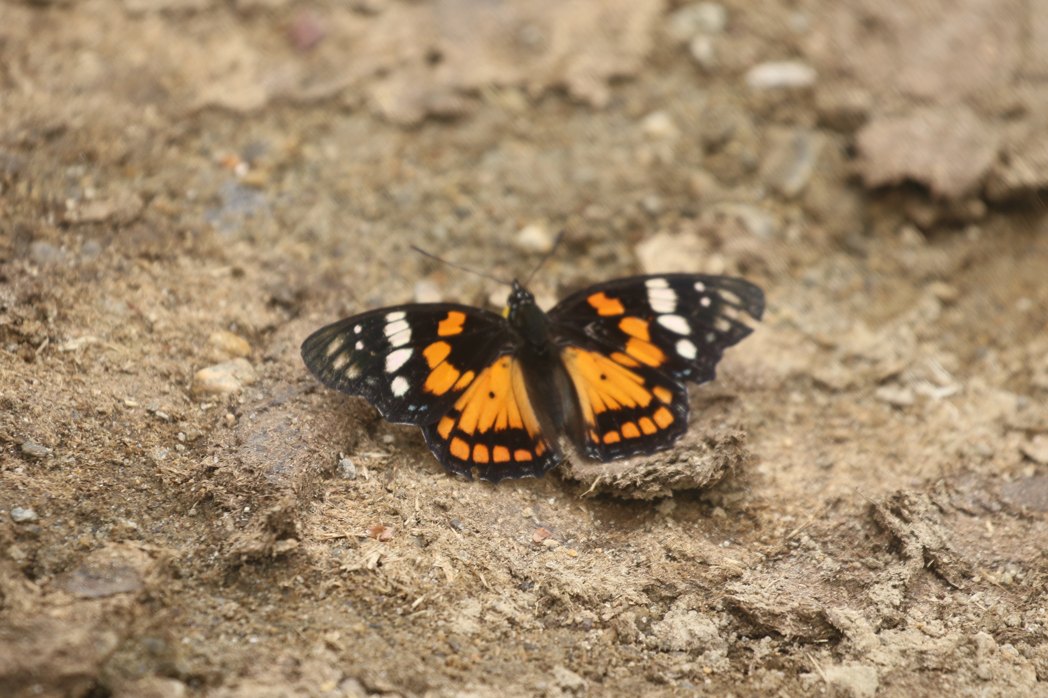 White-Spotted Courtier