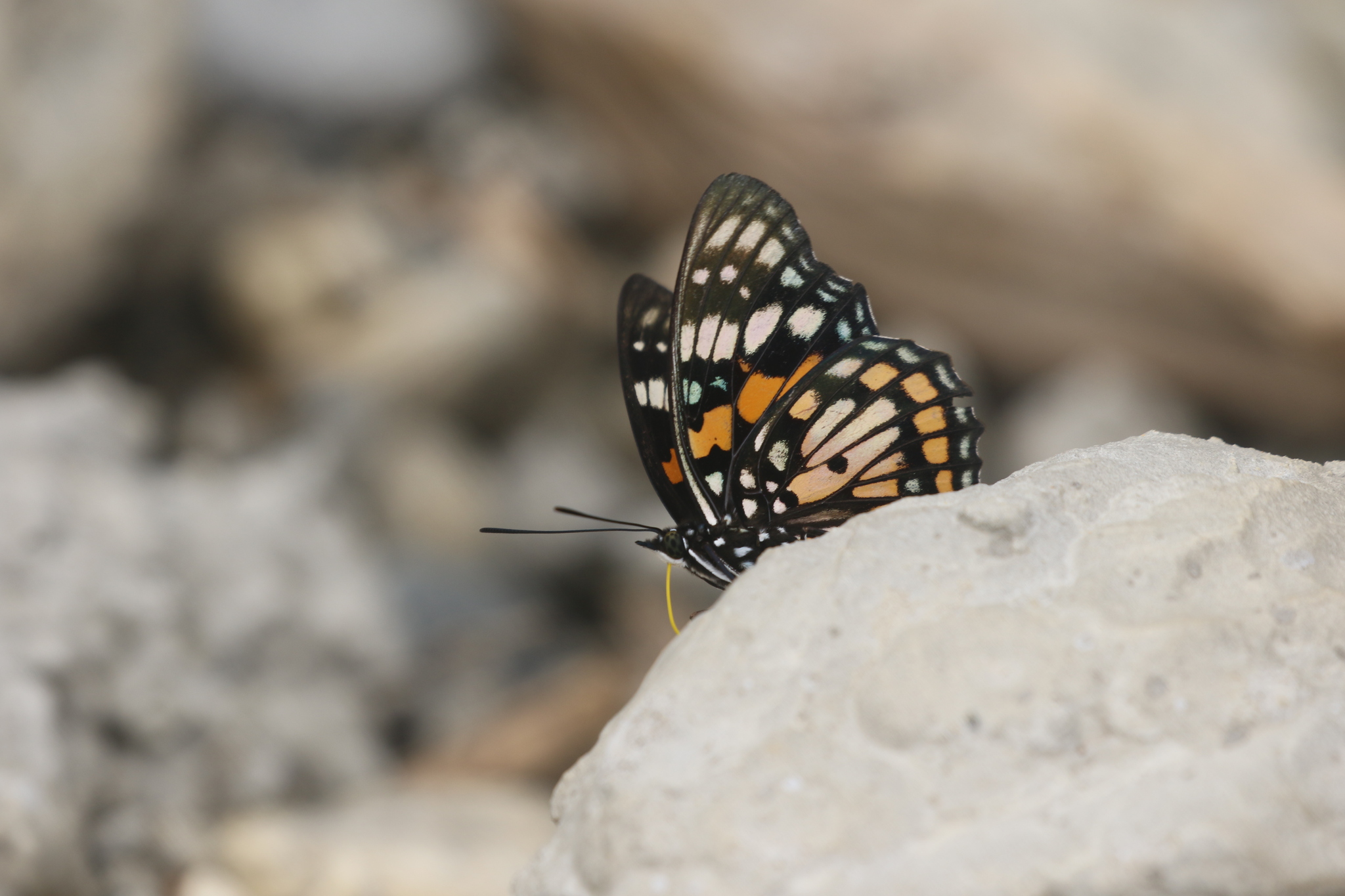 White-Spotted Courtier