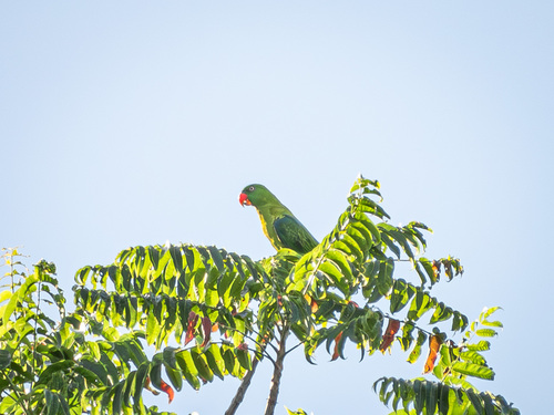 Azure-rumped Parrot (Tanygnathus sumatranus)