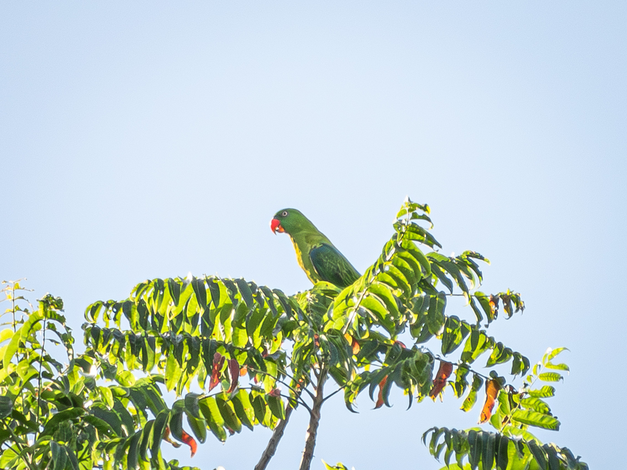 Azure-rumped Parrot (Tanygnathus sumatranus), photo 1