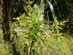 Dracophyllum sinclairii