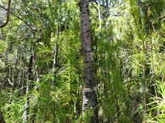 Dracophyllum sinclairii