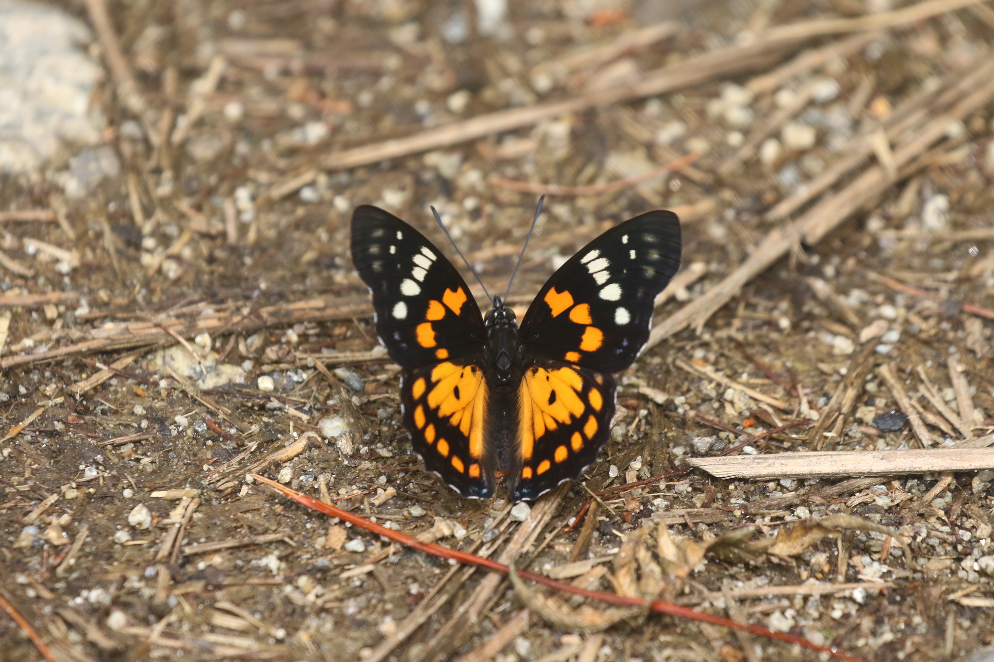 White-Spotted Courtier