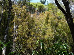 Dracophyllum sinclairii