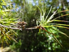 Dracophyllum sinclairii