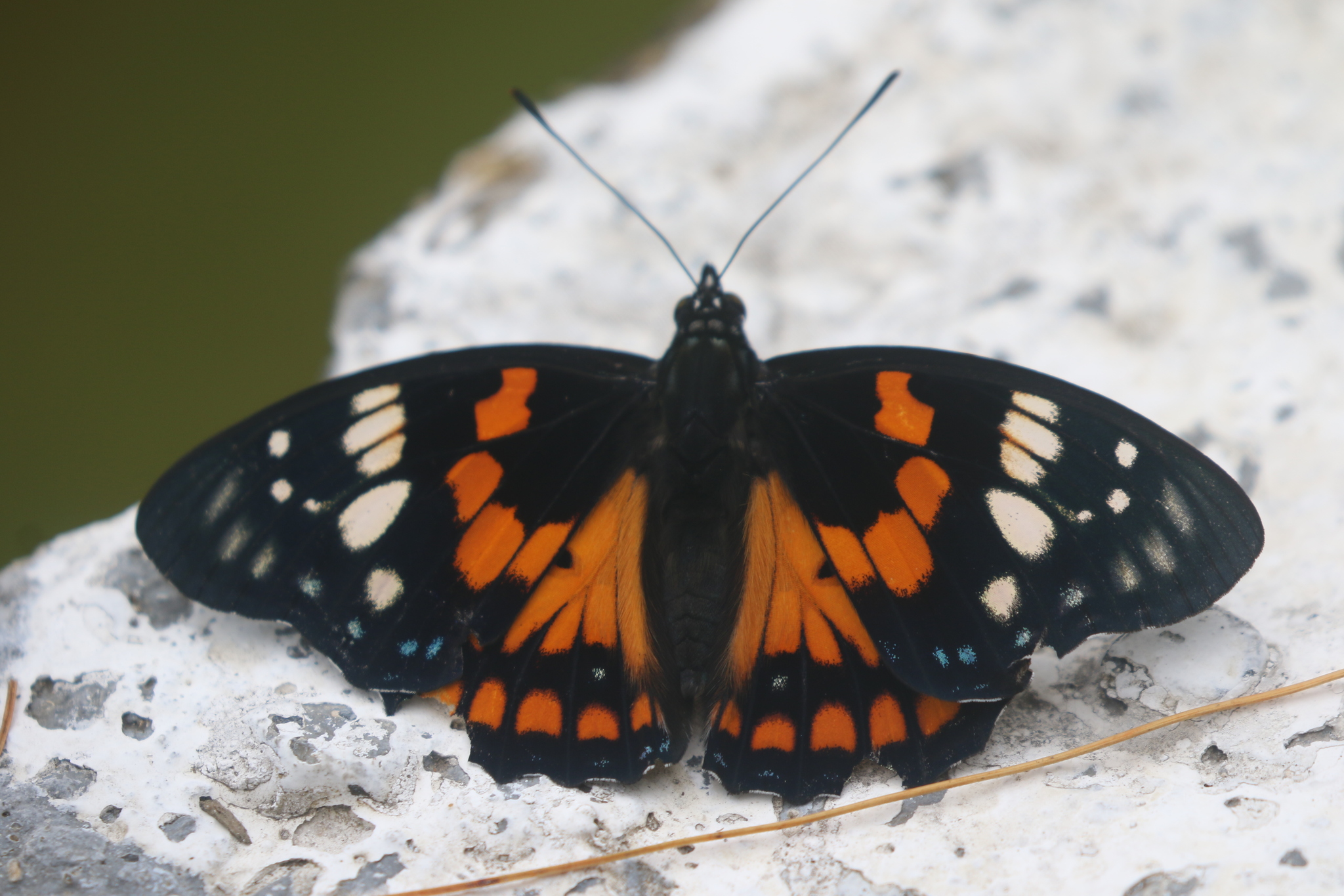 White-Spotted Courtier