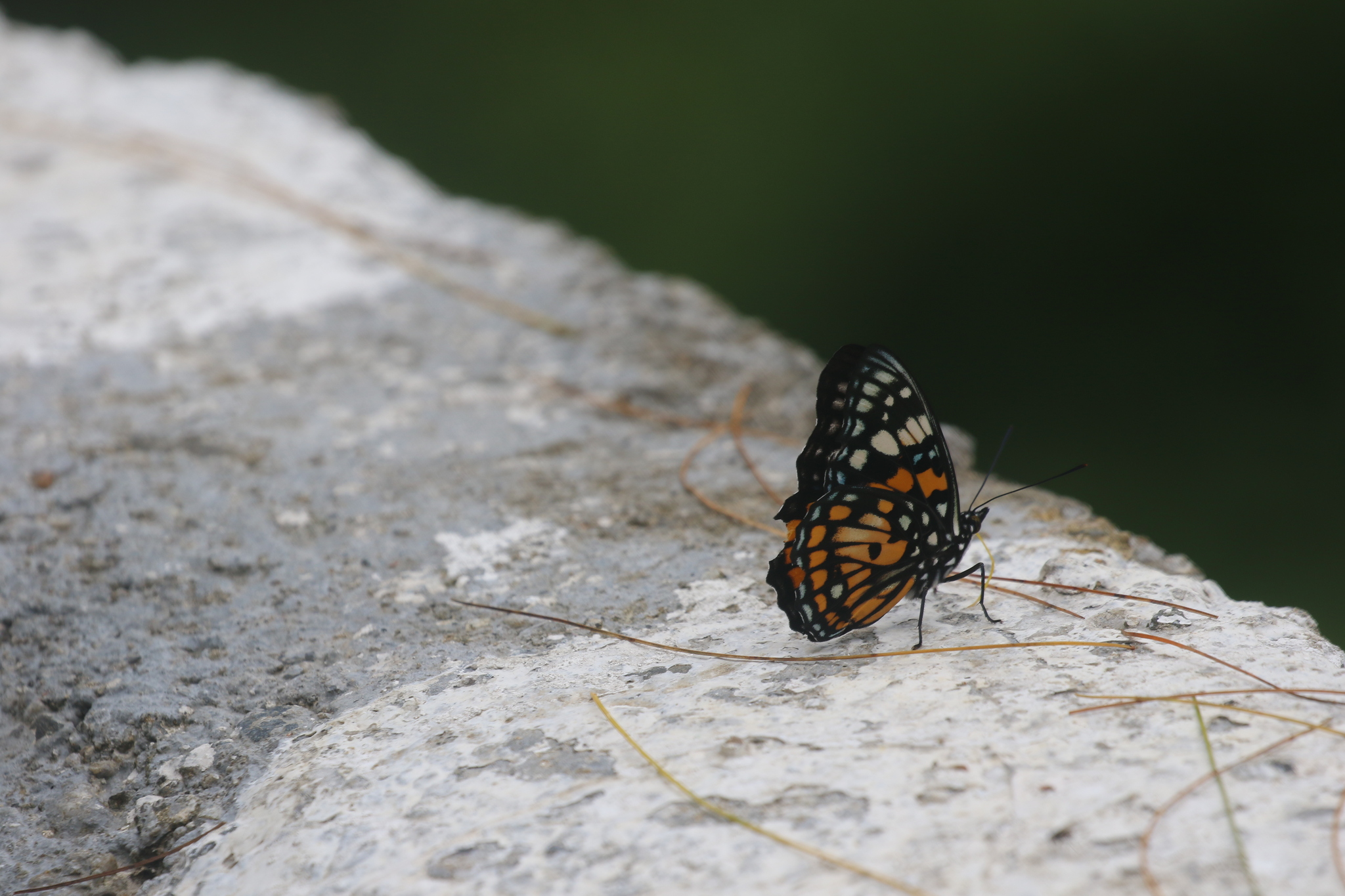 White-Spotted Courtier