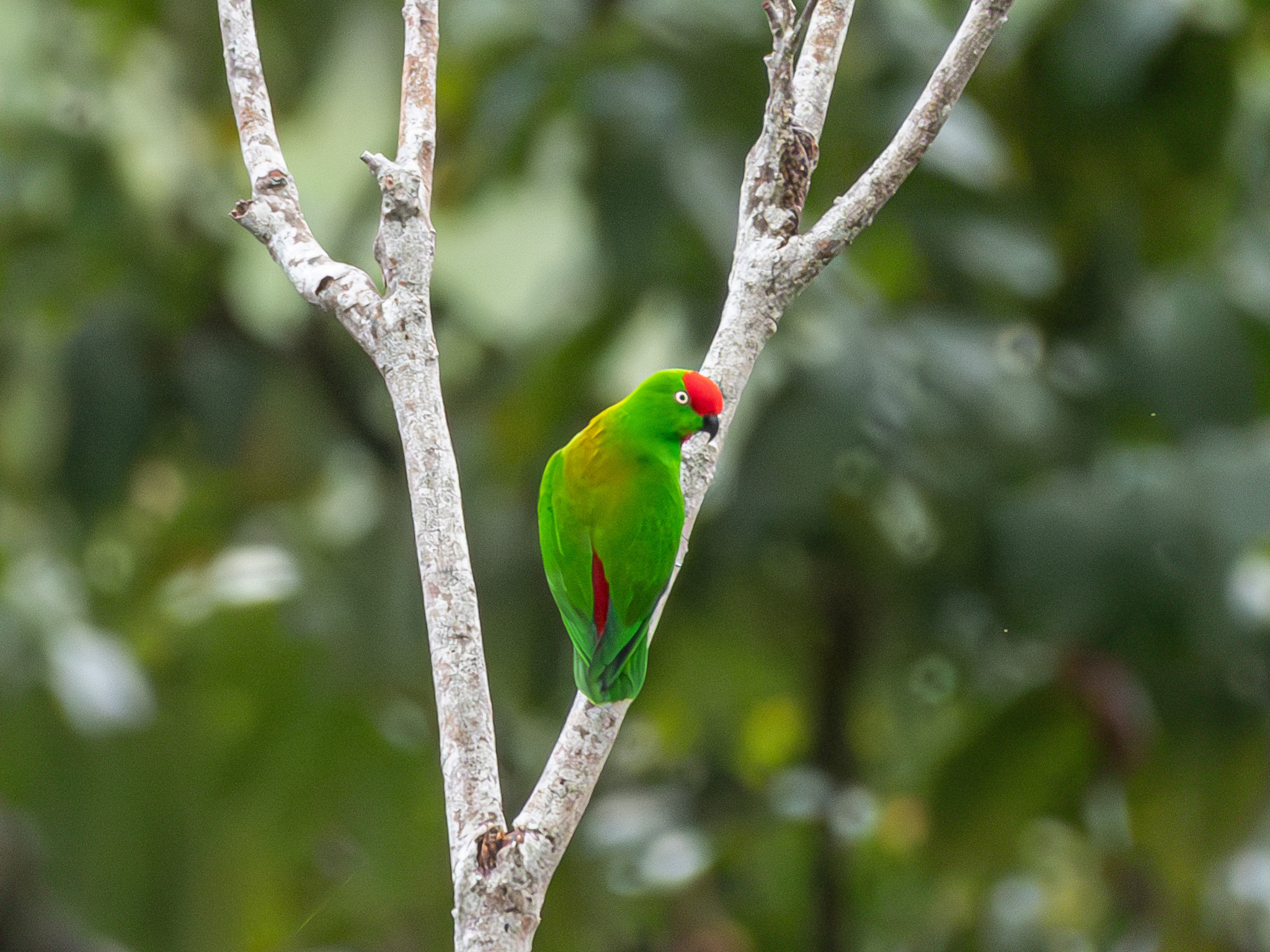 Great Hanging Parrot (Loriculus stigmatus), photo 8
