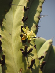Myrtillocactus geometrizans