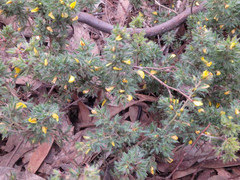 Pultenaea involucrata