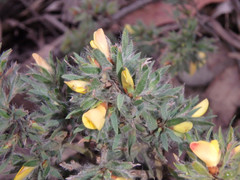 Pultenaea involucrata