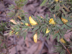 Pultenaea involucrata