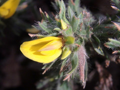 Pultenaea involucrata