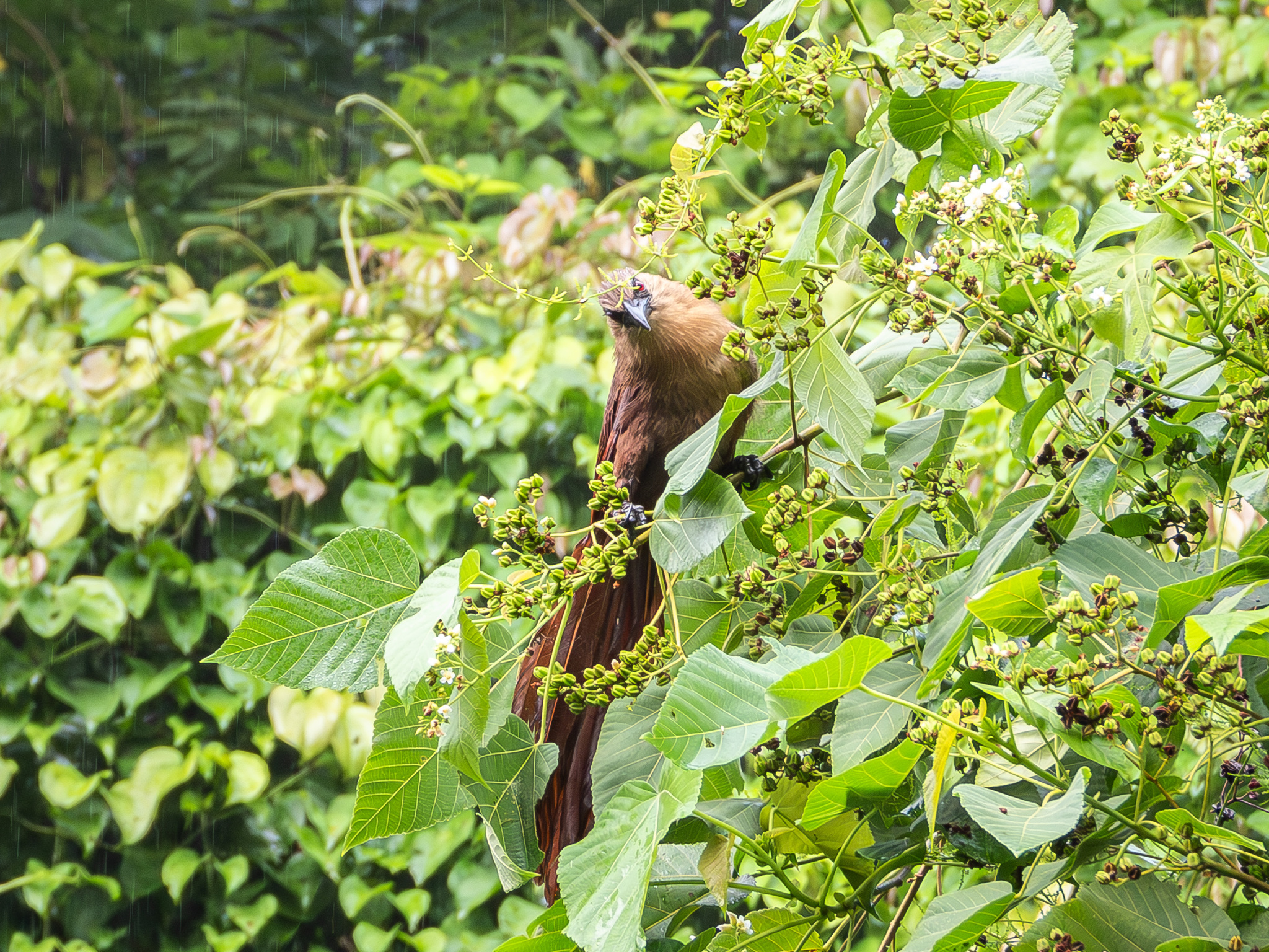 Bay Coucal (Centropus celebensis), photo 2