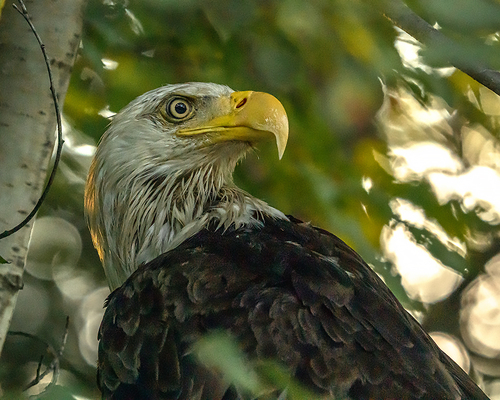 Bald Eagle photographed in Maine