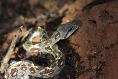 Nosy Komba Tree Boa photo 1