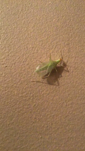 Snowy Tree Cricket photo 3
