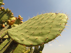 Opuntia lasiacantha