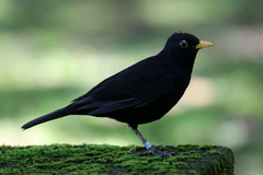 Turdus merula azorensis