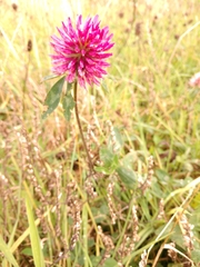 Trifolium pratense